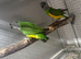 Breeding pair of Senegal parrots