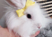 Mini lop/lion head