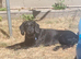 Cockerpoo x Lab male to rehome