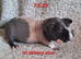 A pair of skinny sows