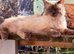 Ragdoll male un neutered gccf and tica