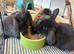 Fluffy friendly girl and boy pair left