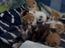 Adorable Beautiful Ginger Kittens Looking for Loving Homes
