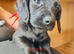 Cocker spaniel x Labrador