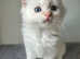 Rare siberian Neva Mosquerad/ ragdoll blue mittens