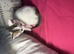 Molly's kittens ( Half ragdoll ) in Bridgend