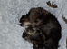 Cute female chorkie
