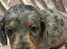 Long haired Dachshund