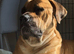 Beautiful rare fawn cane corso for stud