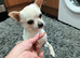 Tiny chihuahua boy