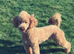 Adorable cockapoo puppie for sale