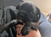 Beautiful Boston X Puppies for sale