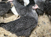 Cuckoo maran point of lay pullets