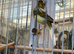 Timbrado Canary for sale