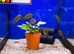 Rainbow Cichlid (Herotilapia Multispinosa)