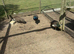 Peafowl for sale