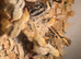 Japanese  quail