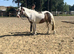 3yr old cob mare