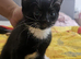 Gorgeous female kitten