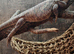 Male bearded dragon
