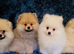 Pomeranian puppies for sale KCreg