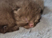 British short hair kittens