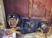 Lovely family pet - Stanley