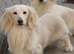 Stunning snow white cream miniature Dachshunds kc registered