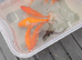 Gold fish