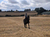 Very genuine and quiet 14.2hh all rounder