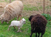 Pedigree Miniature Ouessant ram/wether lamb available at weaning