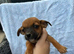 Dachshund/Jack Russell