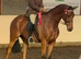 Stunning gelding