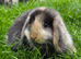 Beautiful pedigree mini lop bunnies