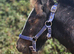Cob Colt foal to make 13.1hh