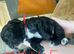 Cockapoo puppies