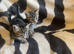 Kittens looking for their forever homes