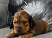 Long Hair Miniature Dachshund