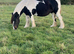Marigold.Friesian x Vanner Mare