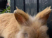 Dwarf Lionhead Boy