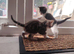 3 beautiful kittens for sale. 2 males 1 female left.