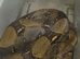 Male Boa Constrictor