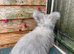 pedigree english angoras