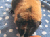 TEDDY BOAR TRI COLOUR.