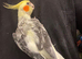 Baby cockatiel birds