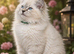 READY TO LEAVE - 2 Stunning TICA-Reg Ragdoll Boys