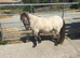 Hillash Amos - Gorgeous reg Miniature 32” 3 yr old gelding, silver dun.