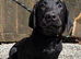 Fox Red & Black Labrador Retriever Puppies