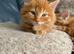 4 beautiful male ginger kittens
