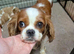 Cavalier King Charles Spaniel Pup's